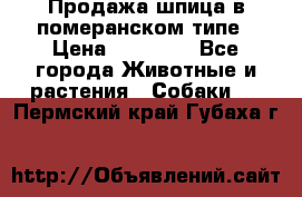 Продажа шпица в померанском типе › Цена ­ 20 000 - Все города Животные и растения » Собаки   . Пермский край,Губаха г.